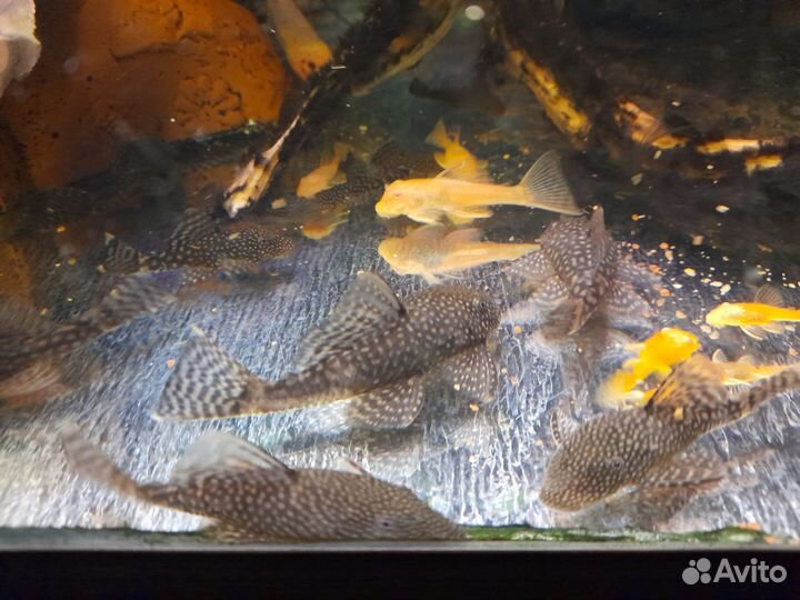 Анциструс подростки 4- 10 см