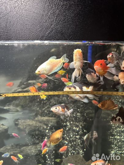 Оранда панда, тернеции, сапфировые попугаи