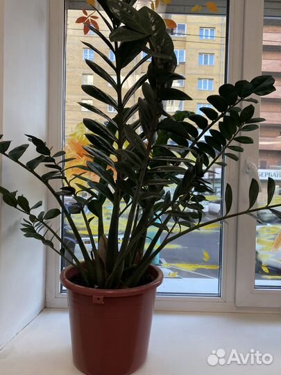 Комнатные растения цветы большие