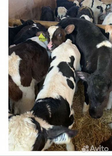 Бычки телята