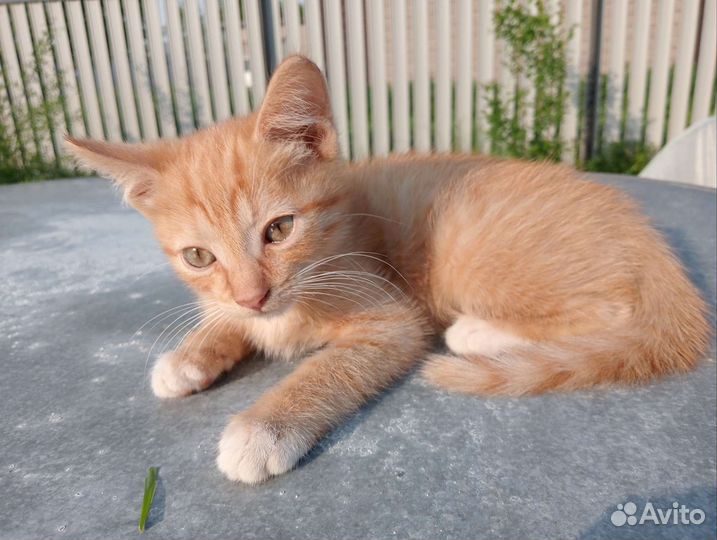 Котенок