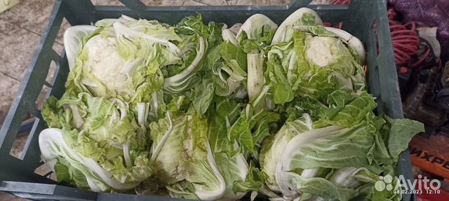 Корма для животных оптом очистки овощные