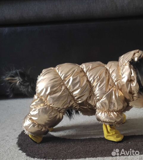 Комбез на маленькую собачку