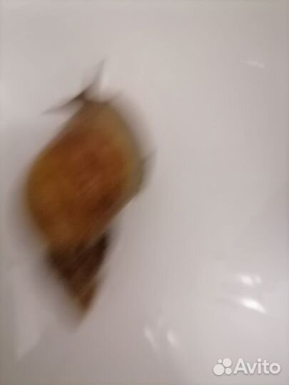 Улитки ахатины бесплатно