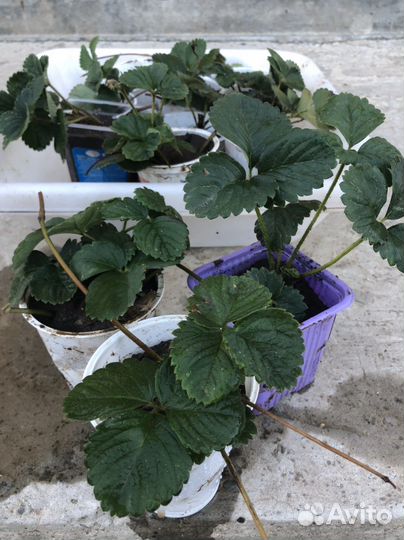 Клубника ремонтантная