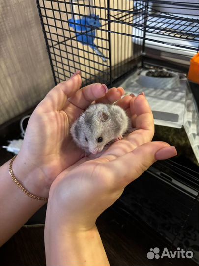 Сирийский хомяк