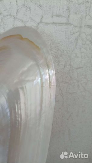 Ракушка морская большая Макабебе