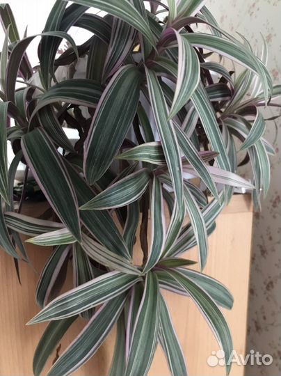 Комнатные цветы