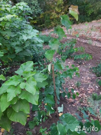 Саженцы хвойных и лиственных пород,кустарники