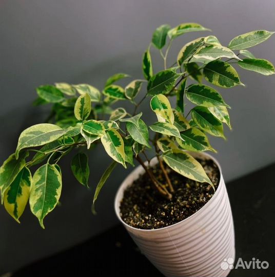 Фикусы: Tриангуляриc Bайт Маpджин/Бенджамина