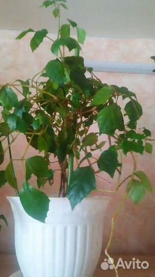 Комнатные растения