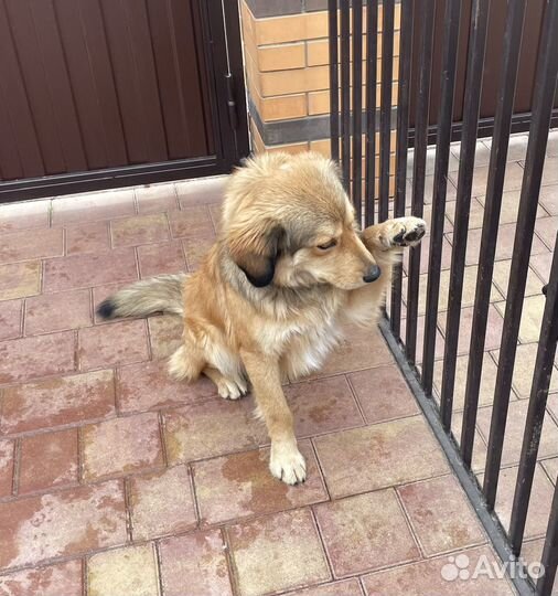 Собакен в добрые руки