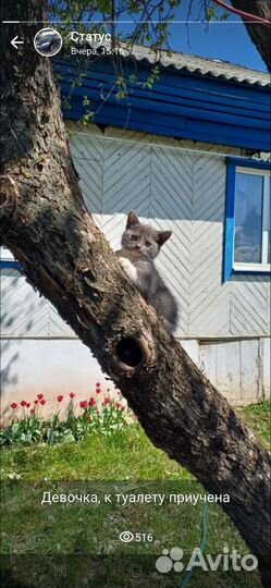 Отдам котенка в добрые руки, девочка