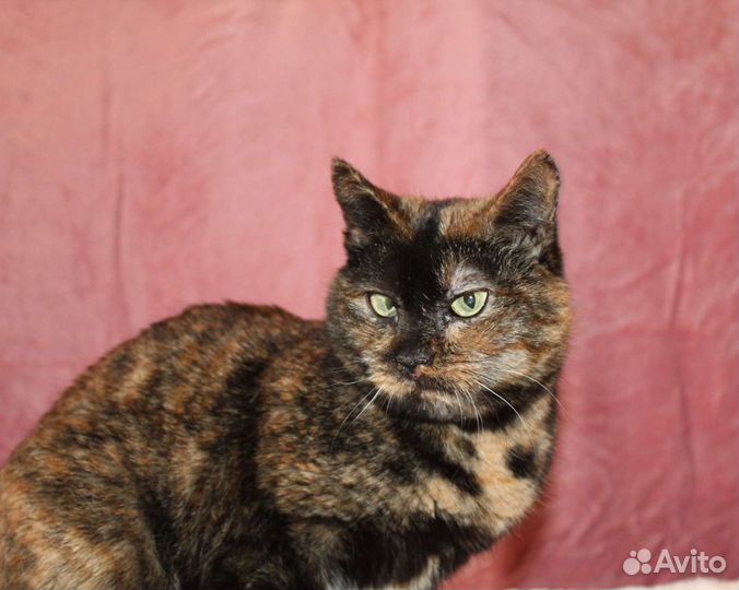 Кошка в дар