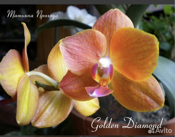 Орхидея фаленопсис