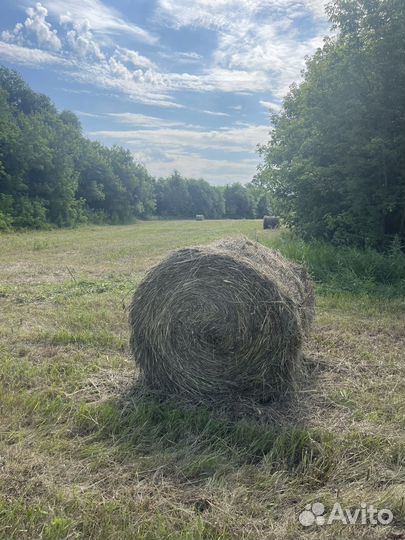 Сено луговое