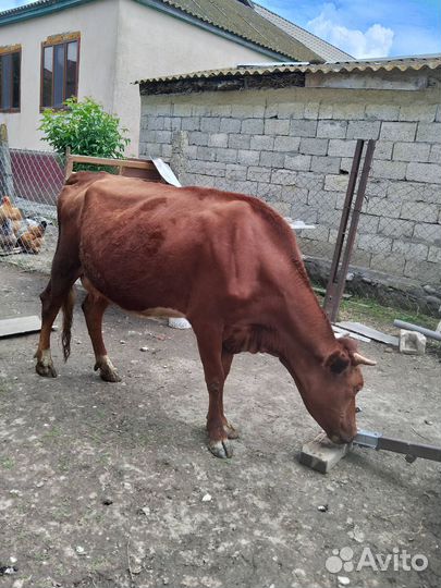 Корова дойна