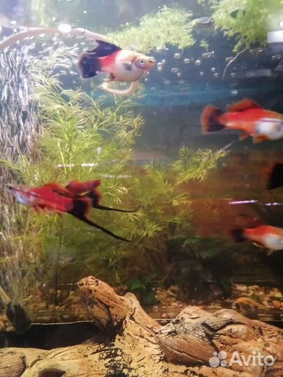 Аквариумные рыбки
