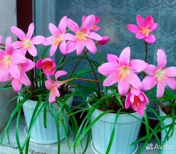 Растения комнатные