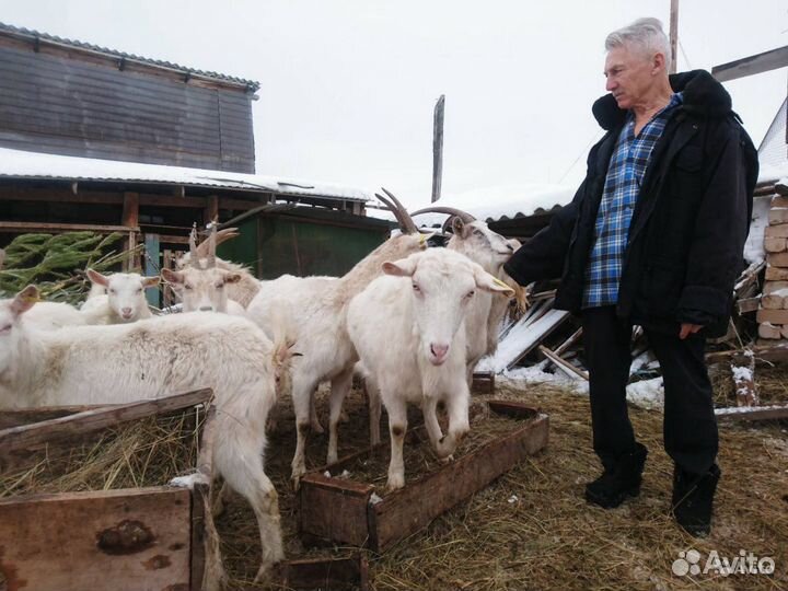 Козы Зааненской породы