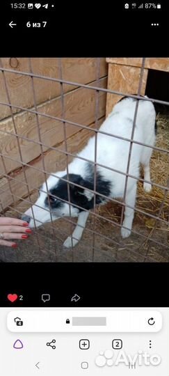 Собаки бесплатно в добрые руки