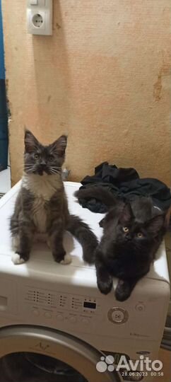 Малышки мейн-кун