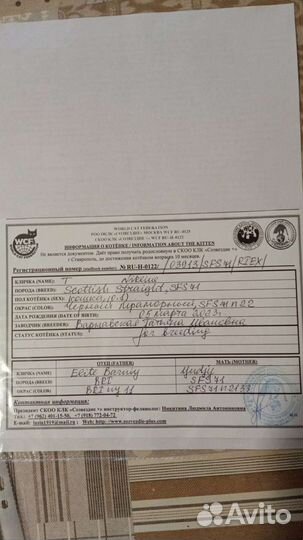 Котята британцы