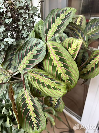 Маранта триколор