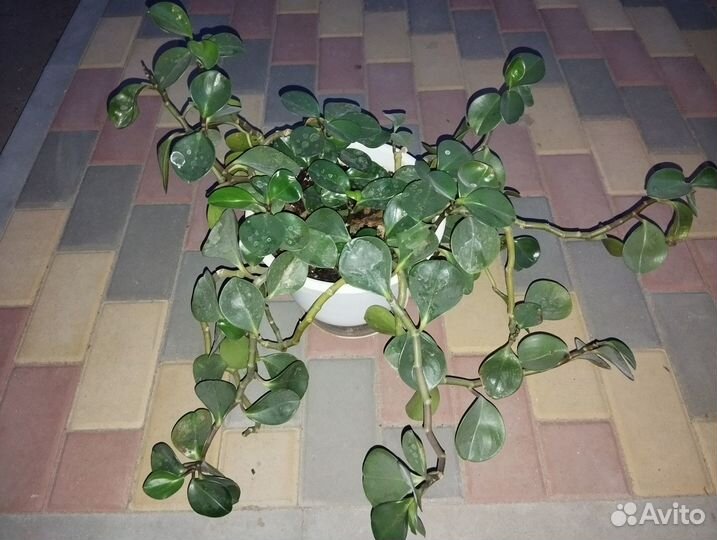 Продам цветы