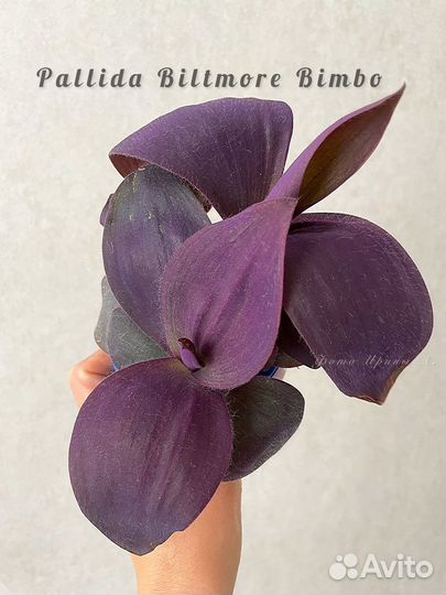 Традесканция Pallida Biltmore Bimbo