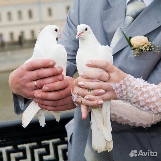 Голуби на свадьбу другие мероприятия