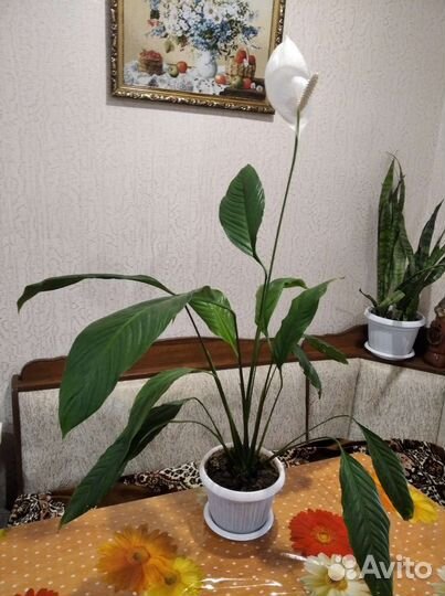 Спатифиллум гигант