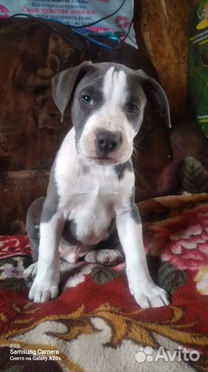 Шикарный парень