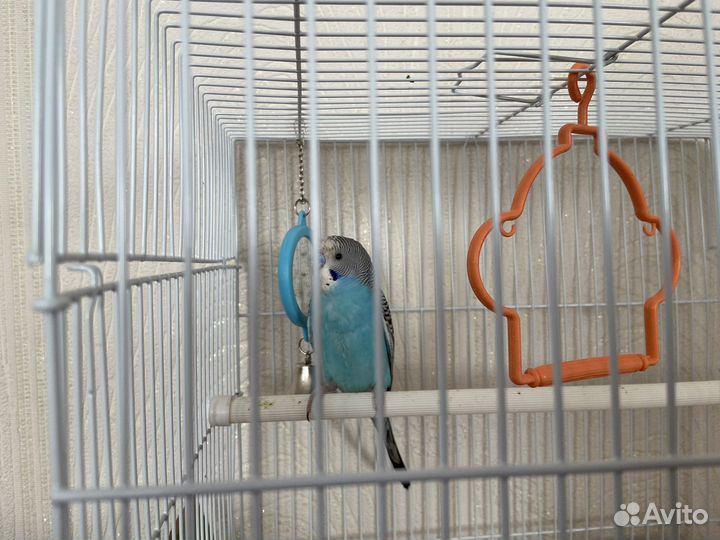 Волнистый попугай (самец) с клеткой