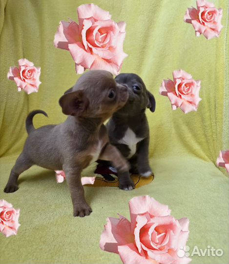 Щенки чихуахуа мальчики - красавчики