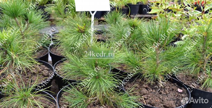 Саженцы сибирского кедра