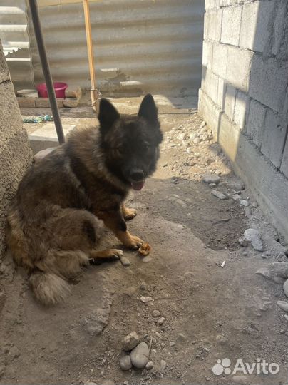 Собака ищет дом