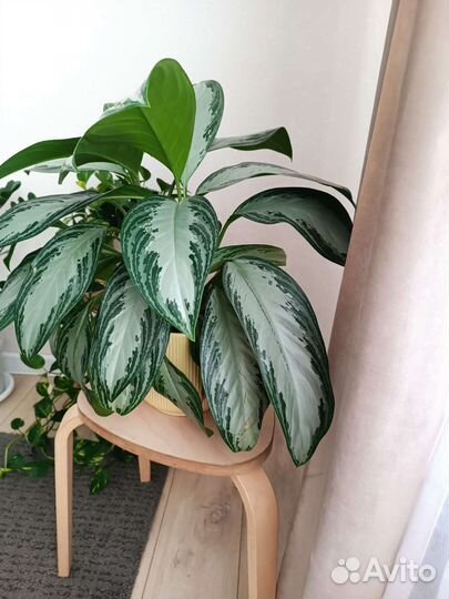 Аглаонема сильвер бей