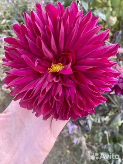 Георгины клубни