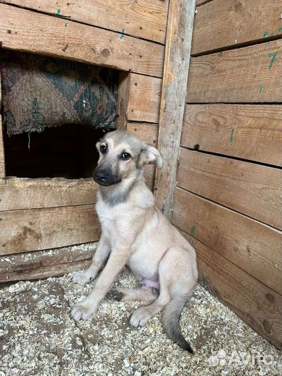Собачий ребенок Коляня в дар