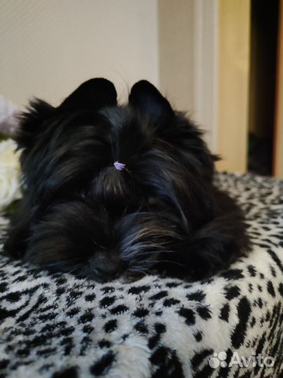 Йоркширский терьер щенки