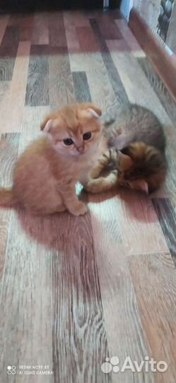 Кошки породистые бесплатно