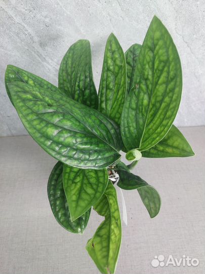 Эпипремнум марбл планет