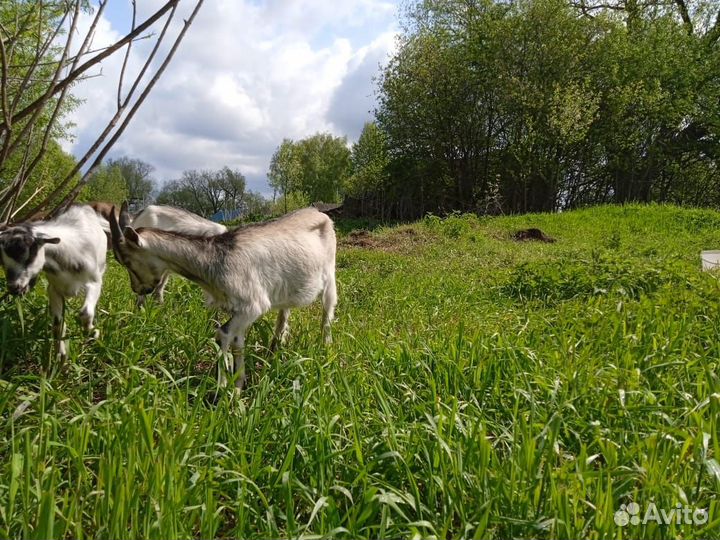 Альпийские козы