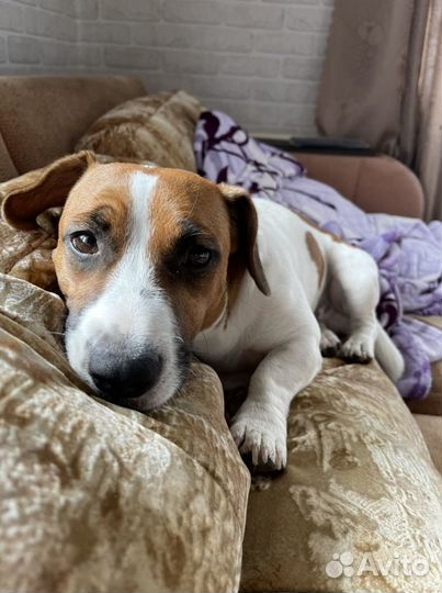 Вязка джек-рассел-терьер