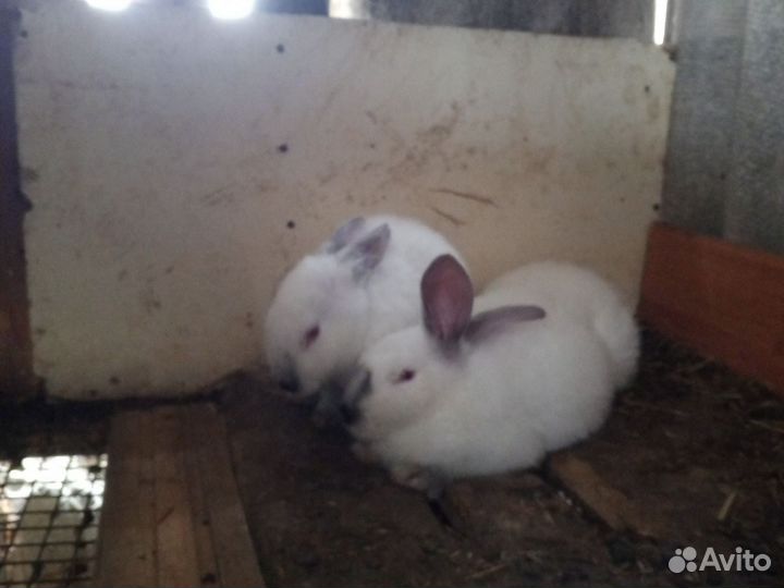 Кролики мясных пород