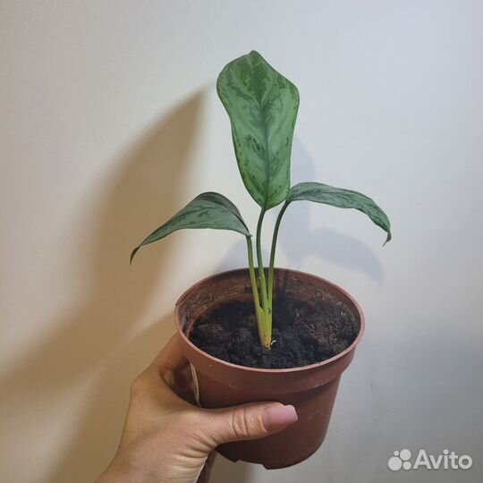 Аглаонема Комнатное растение
