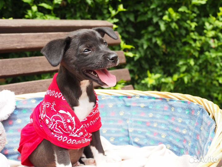 Отдам в добрые руки