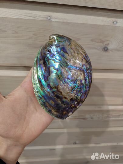 Морская раковина