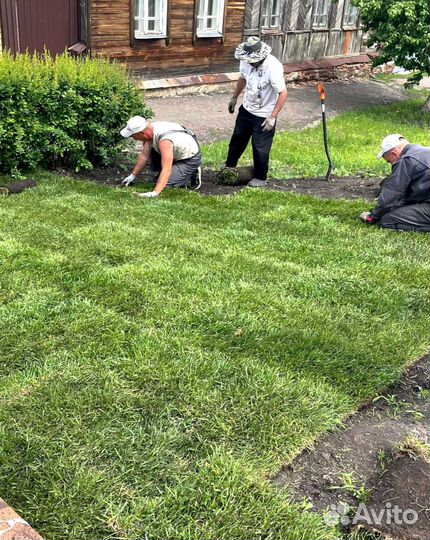 Рулонный газон